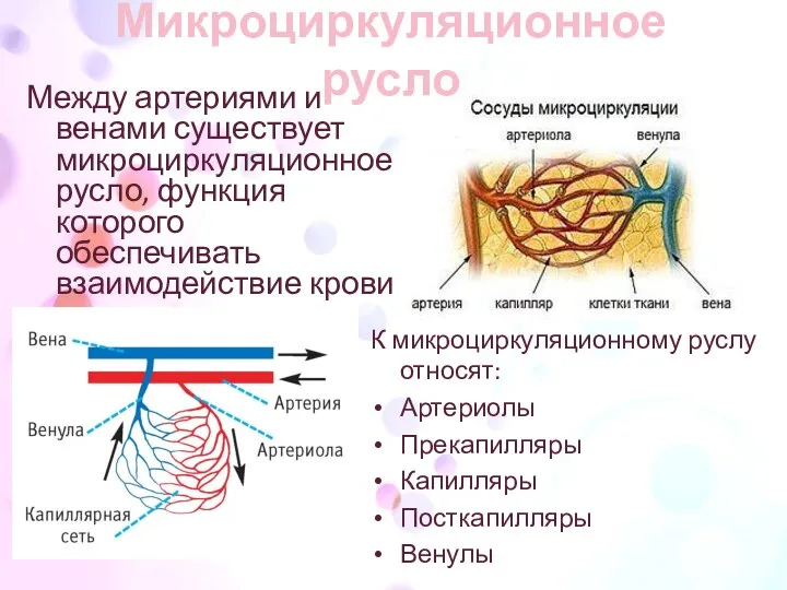 Микроциркуляционное русло Между артериями и венами существует микроциркуляционное русло, функция