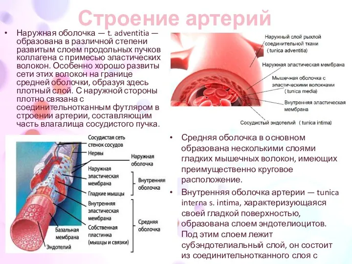 Строение артерий Наружная оболочка — t. adventitia — образована в