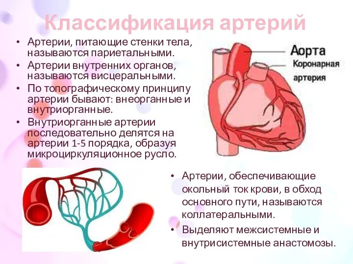 Классификация артерий Артерии, питающие стенки тела, называются париетальными. Артерии внутренних