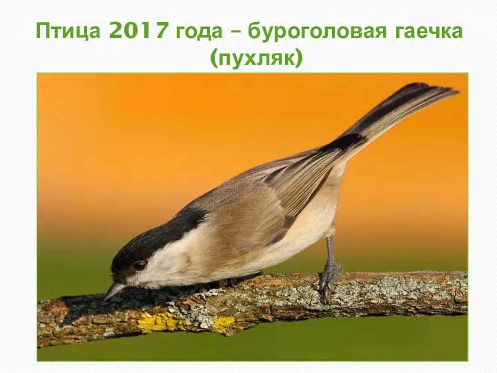 Птица 2017 года – буроголовая гаечка (пухляк)