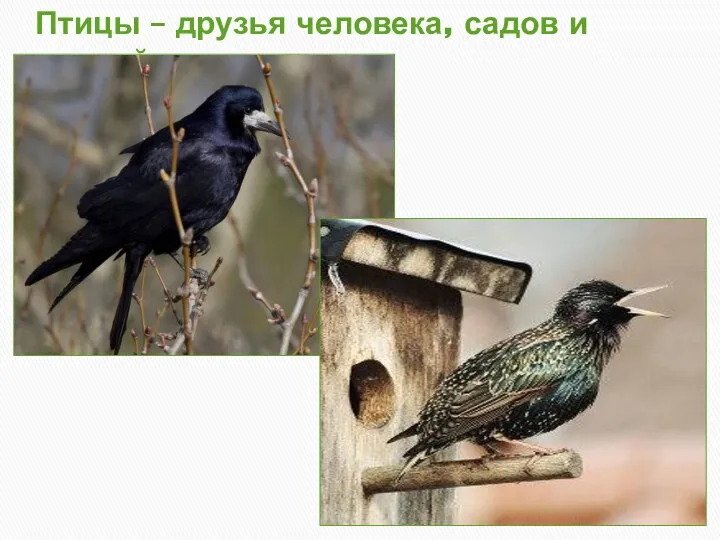Птицы – друзья человека, садов и полей
