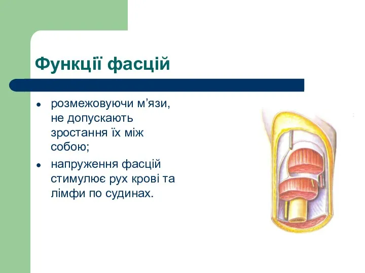 Функцiї фасцій розмежовуючи м’язи, не допускають зростання їх між собою;