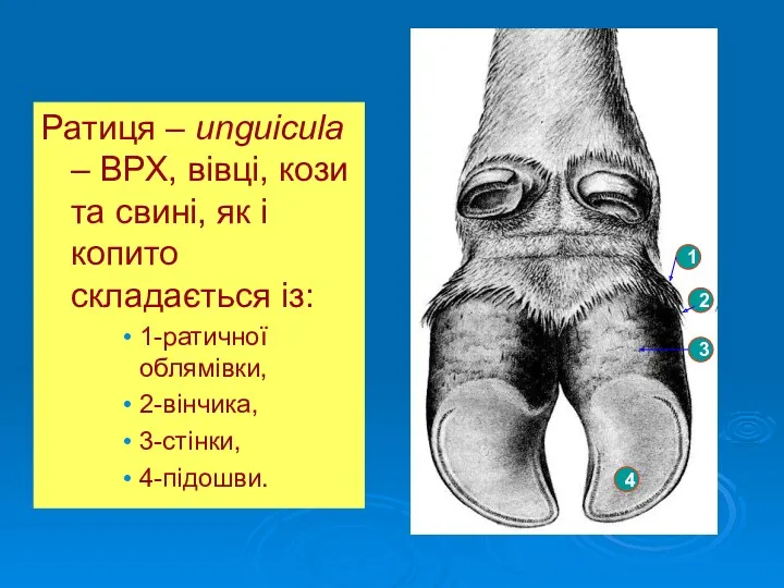 Ратиця – unguicula – ВРХ, вівці, кози та свині, як