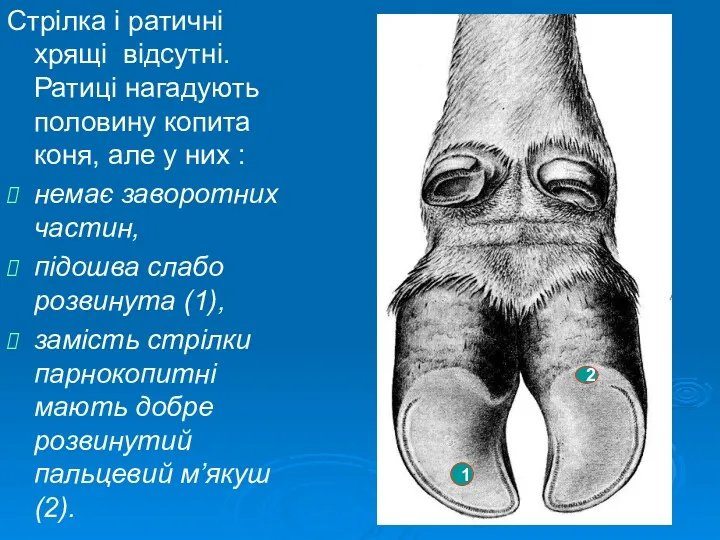 Стрілка і ратичні хрящі відсутні. Ратиці нагадують половину копита коня,