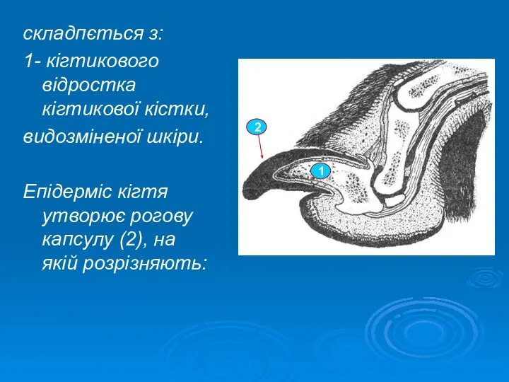 складпється з: 1- кігтикового відростка кігтикової кістки, видозміненої шкіри. Епідерміс