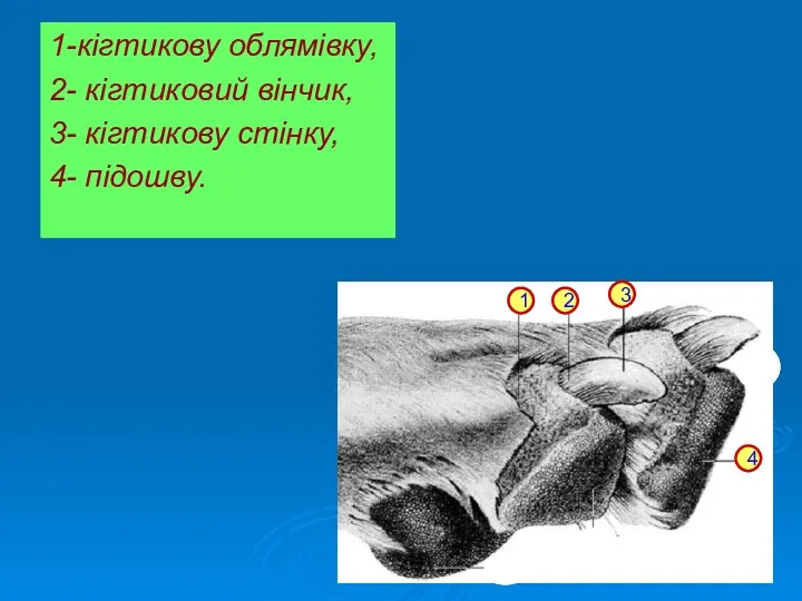 1-кігтикову облямівку, 2- кігтиковий вінчик, 3- кігтикову стінку, 4- підошву. 1 2 3 4