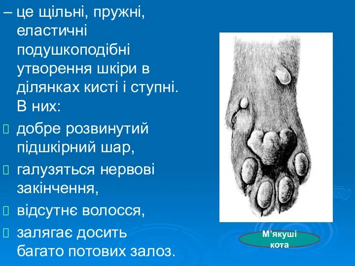 – це щільні, пружні, еластичні подушкоподібні утворення шкіри в ділянках