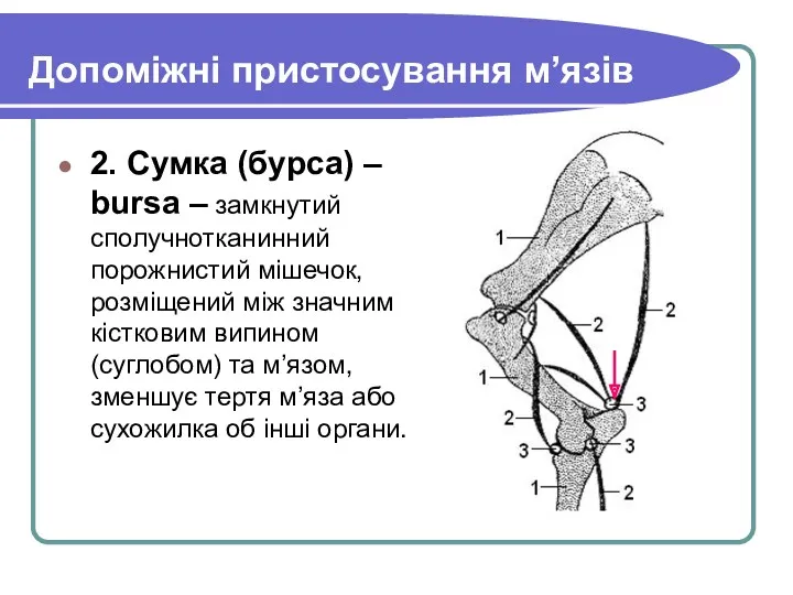 Допоміжні пристосування м’язів 2. Сумка (бурса) – bursa – замкнутий