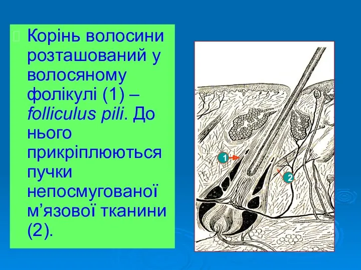 Корінь волосини розташований у волосяному фолікулі (1) – folliculus pili.