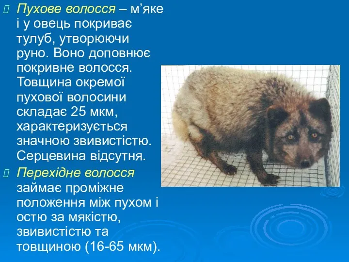 Пухове волосся – м’яке і у овець покриває тулуб, утворюючи