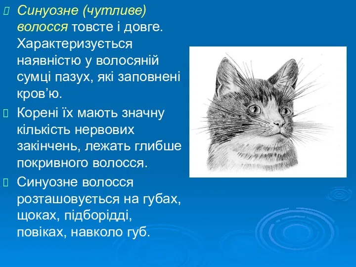 Синуозне (чутливе) волосся товсте і довге. Характеризується наявністю у волосяній