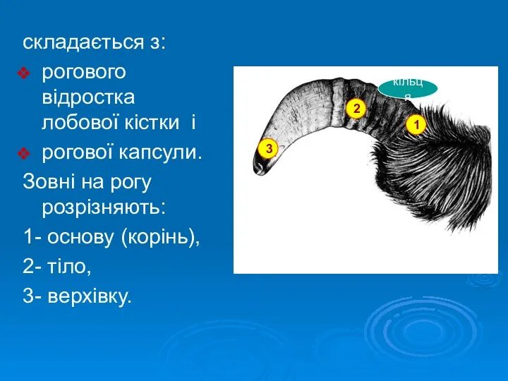 складається з: рогового відростка лобової кістки і рогової капсули. Зовні