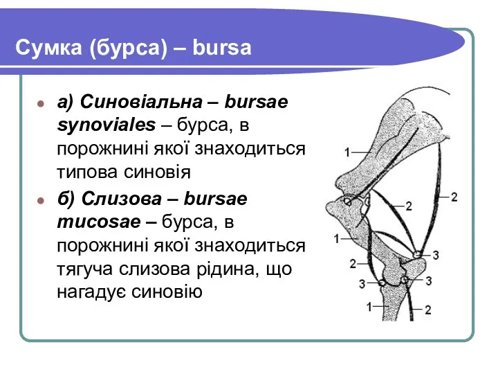 Сумка (бурса) – bursa а) Синовіальна – bursae synoviales –