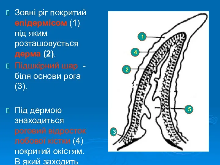Зовні ріг покритий епідермісом (1) під яким розташовується дерма (2).