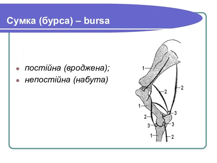 Сумка (бурса) – bursa постійна (вроджена); непостійна (набута)