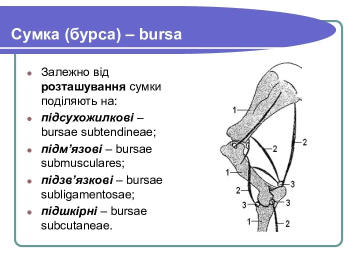 Сумка (бурса) – bursa Залежно від розташування сумки поділяють на: