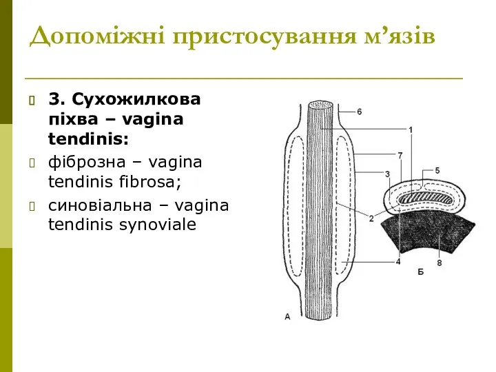 Допоміжні пристосування м’язів 3. Сухожилкова піхва – vagina tendinis: фіброзна