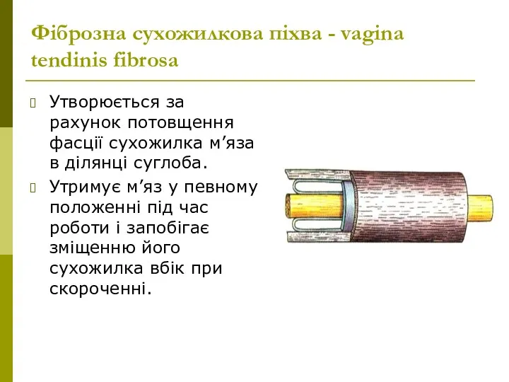 Фіброзна сухожилкова піхва - vagina tendinis fibrosa Утворюється за рахунок
