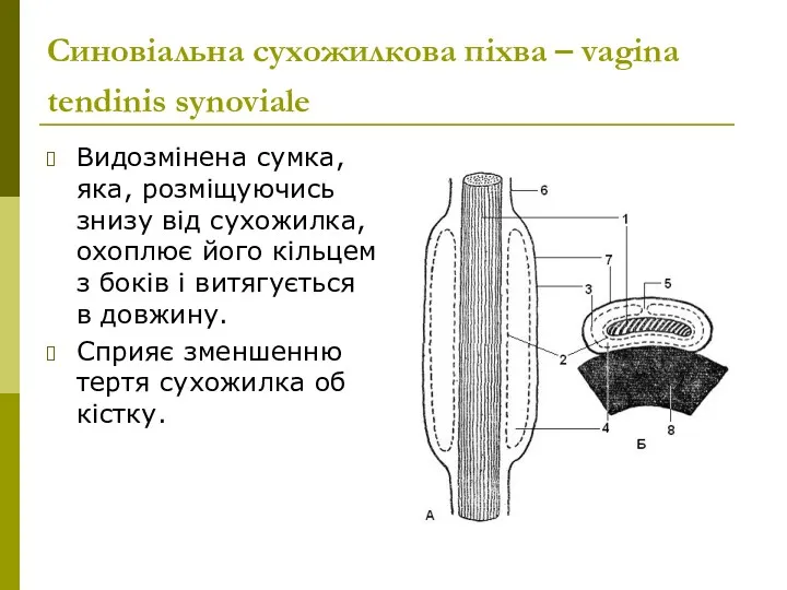 Синовіальна сухожилкова піхва – vagina tendinis synoviale Видозмінена сумка, яка,