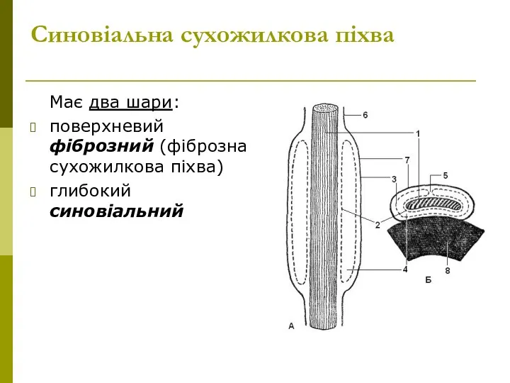 Синовіальна сухожилкова піхва Має два шари: поверхневий фіброзний (фіброзна сухожилкова піхва) глибокий синовіальний