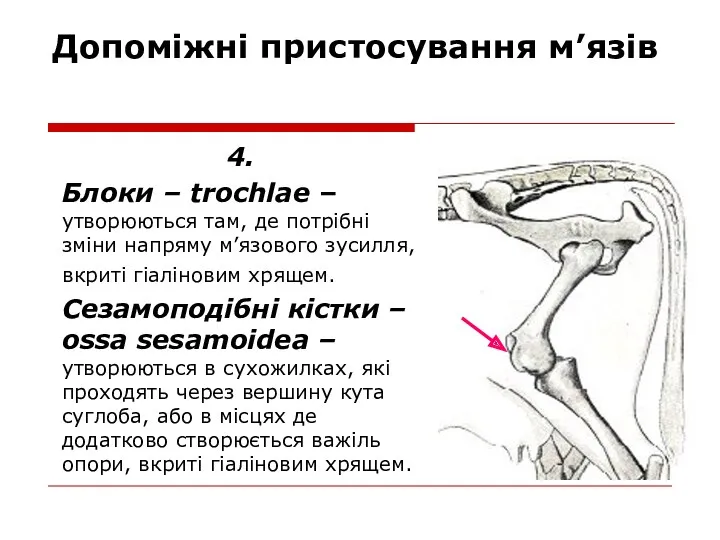 Допоміжні пристосування м’язів 4. Блоки – trochlae – утворюються там,