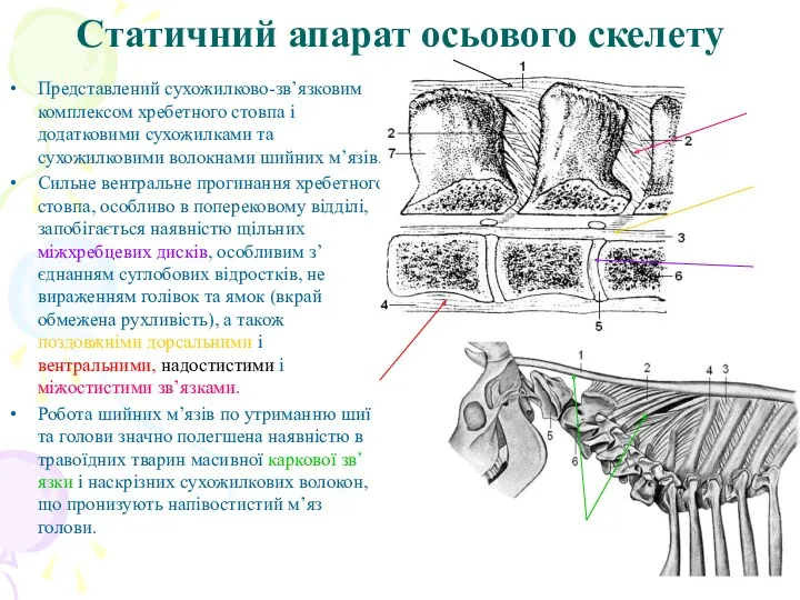 Статичний апарат осьового скелету Представлений сухожилково-зв’язковим комплексом хребетного стовпа і
