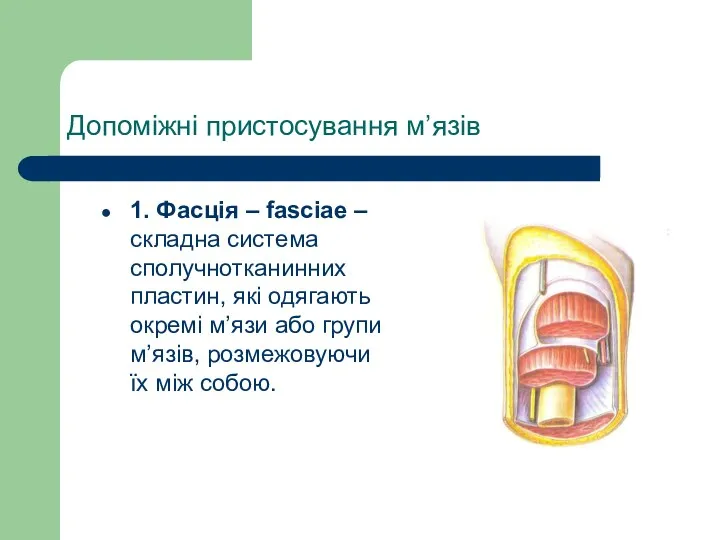 Допоміжні пристосування м’язів 1. Фасція – fasciae – складна система