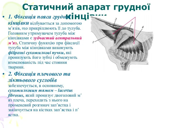 Статичний апарат грудної кінцівки 1. Фіксація пояса грудної кінцівки відбувається