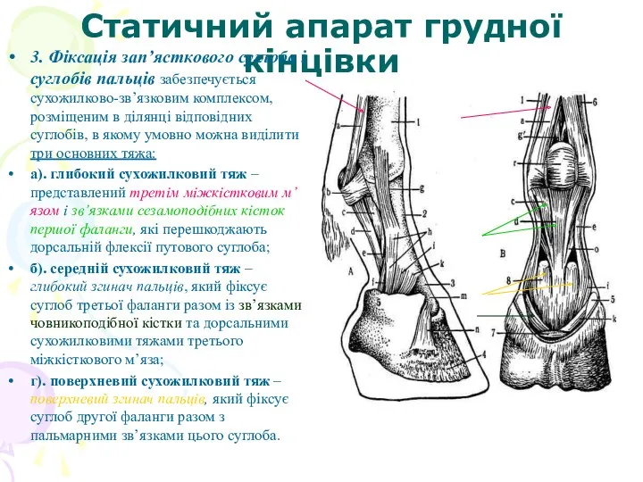 Статичний апарат грудної кінцівки 3. Фіксація зап’ясткового суглоба і суглобів