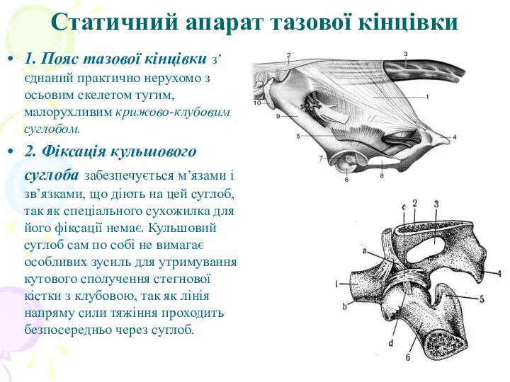 Статичний апарат тазової кінцівки 1. Пояс тазової кінцівки з’єднаний практично