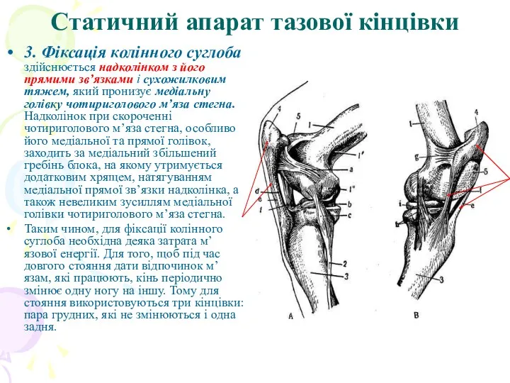 Статичний апарат тазової кінцівки 3. Фіксація колінного суглоба здійснюється надколінком