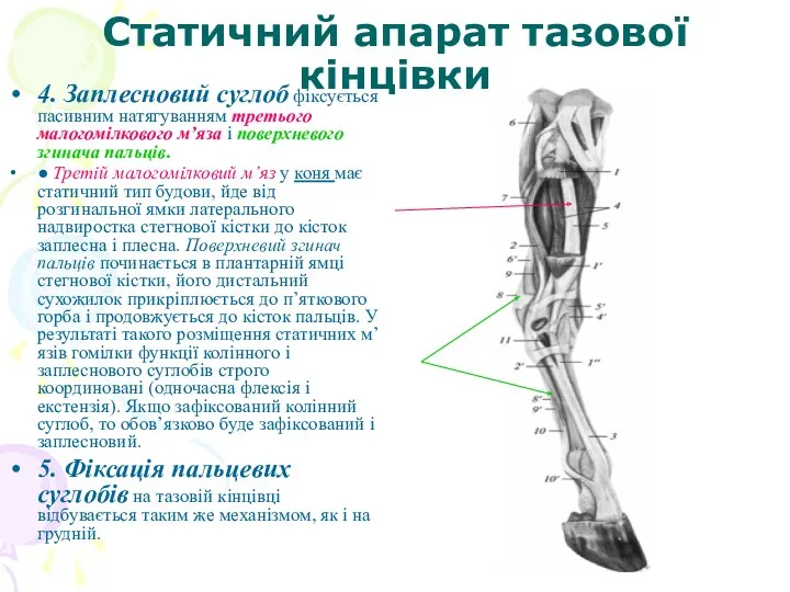 Статичний апарат тазової кінцівки 4. Заплесновий суглоб фіксується пасивним натягуванням