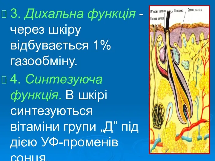 3. Дихальна функція - через шкіру відбувається 1% газообміну. 4.