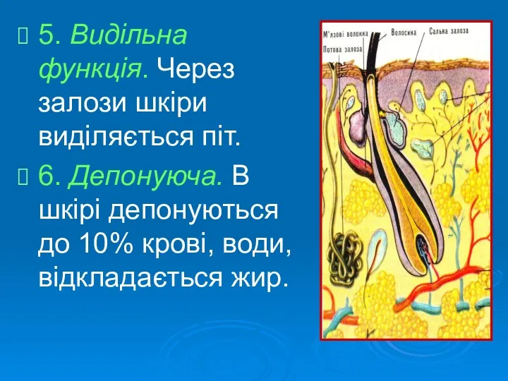 5. Видільна функція. Через залози шкіри виділяється піт. 6. Депонуюча.