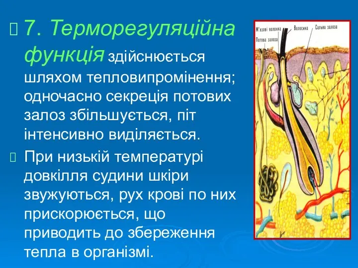 7. Терморегуляційна функція здійснюється шляхом тепловипромінення; одночасно секреція потових залоз