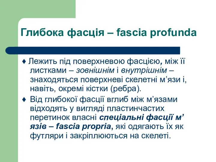 Глибока фасція – fascia profunda ♦ Лежить під поверхневою фасцією,