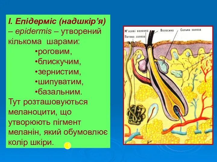 І. Епідерміс (надшкір’я) – epidermis – утворений кількома шарами: роговим,