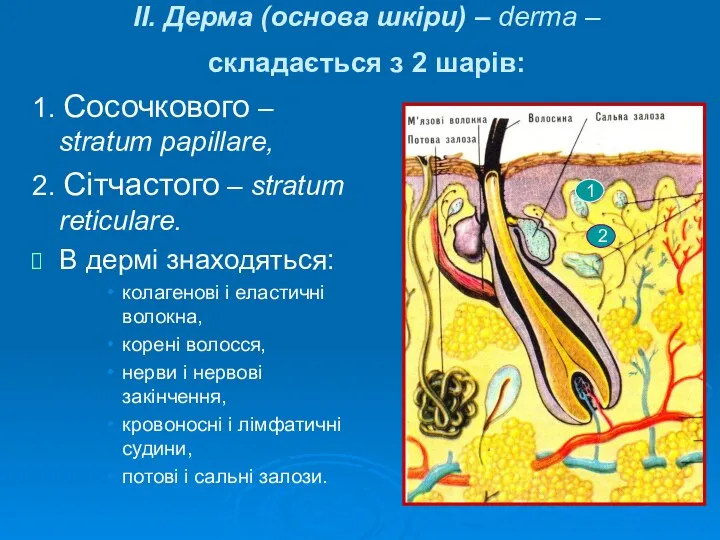 ІІ. Дерма (основа шкіри) – derma – складається з 2