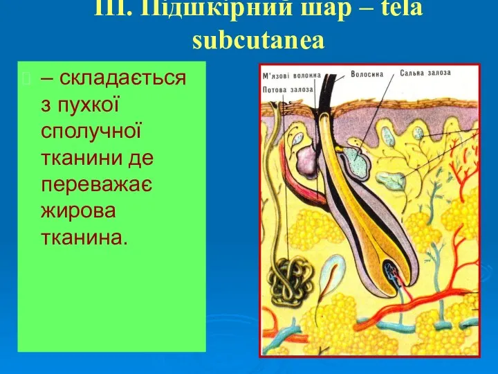 ІІІ. Підшкірний шар – tela subcutanea – складається з пухкої сполучної тканини де переважає жирова тканина.