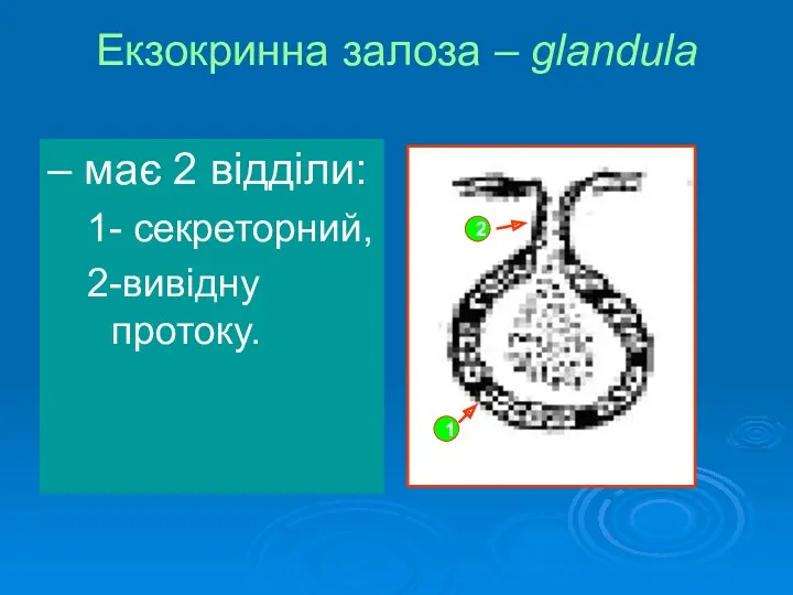 Екзокринна залоза – glandula – має 2 відділи: 1- секреторний, 2-вивідну протоку. 1 2