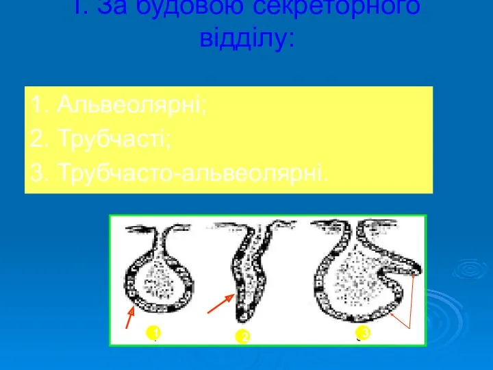 І. За будовою секреторного відділу: 1. Альвеолярні; 2. Трубчасті; 3. Трубчасто-альвеолярні. 1 2 3