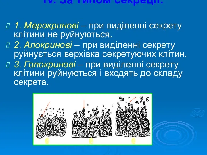 ІV. За типом секреції: 1. Мерокринові – при виділенні секрету