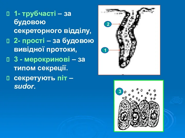 1- трубчасті – за будовою секреторного відділу, 2- прості –