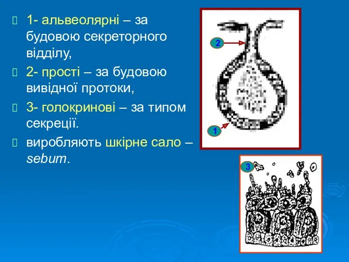 1- альвеолярні – за будовою секреторного відділу, 2- прості –