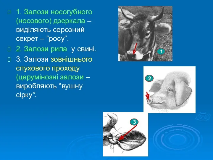 1. Залози носогубного (носового) дзеркала – виділяють серозний секрет –