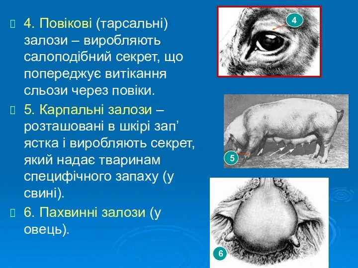 4. Повікові (тарсальні) залози – виробляють салоподібний секрет, що попереджує