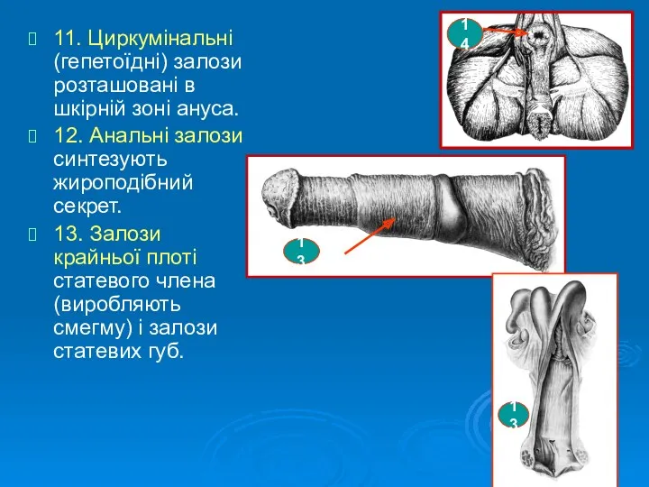 11. Циркумінальні (гепетоїдні) залози розташовані в шкірній зоні ануса. 12.