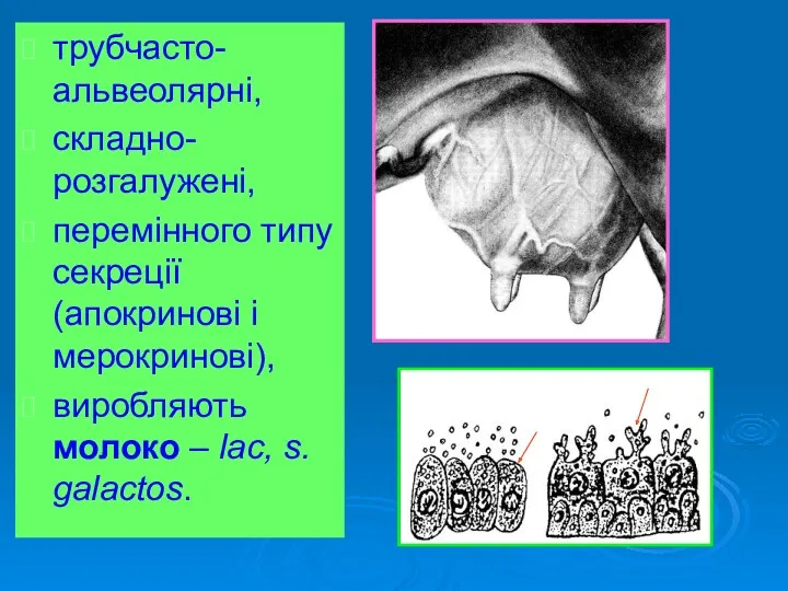 трубчасто-альвеолярні, складно-розгалужені, перемінного типу секреції (апокринові і мерокринові), виробляють молоко – lac, s. galactos.