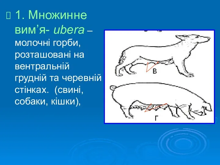 1. Множинне вим’я- ubera –молочні горби, розташовані на вентральній грудній та черевній стінках. (свині, собаки, кішки),