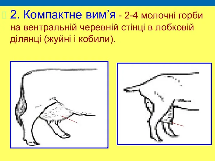 2. Компактне вим’я - 2-4 молочні горби на вентральній черевній